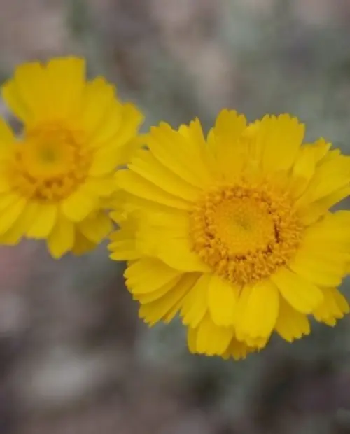 Baileya multiradiata  