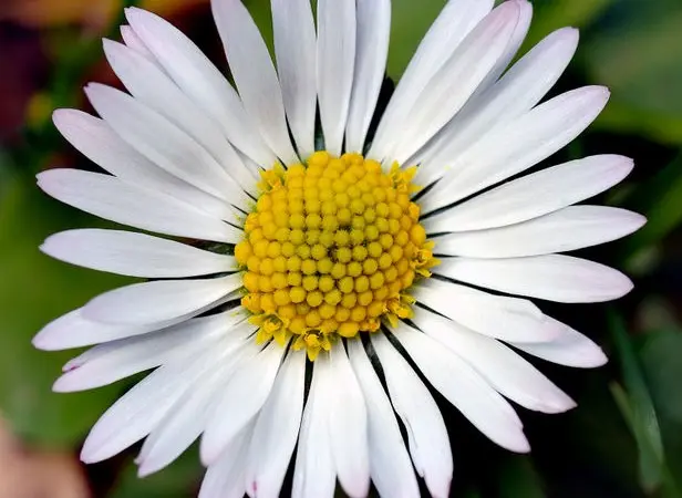 Bellis perennis 