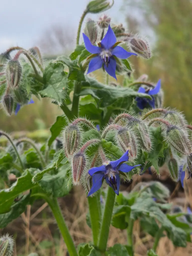 [DB-513] Borago officinalis 