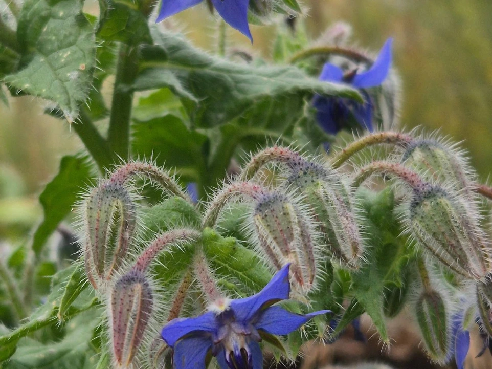 [DB-513] Borago officinalis 