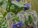 Borago officinalis 