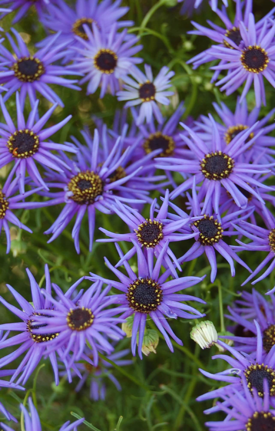 [ZB-513] Brachyscome iberidifolia 'Blue Star'