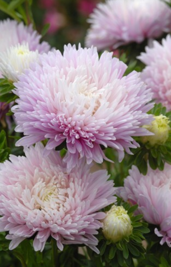 [EC-513] Callistephus chinensis 'Duchesse Appleblossom'