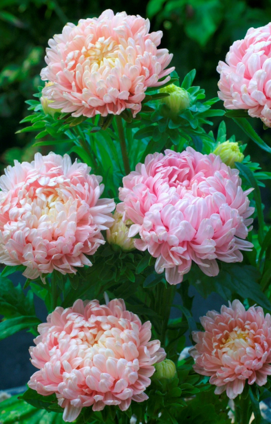 Callistephus chinensis 'Duchesse Apricot'