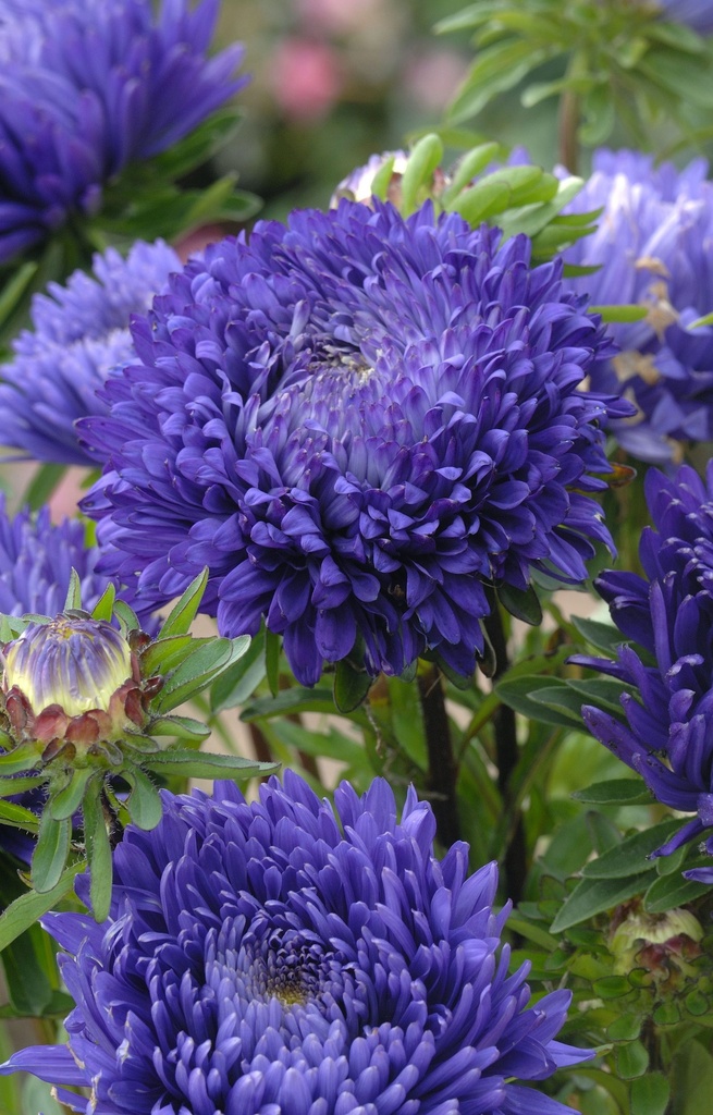 Callistephus chinensis 'Duchesse Mid Blue'