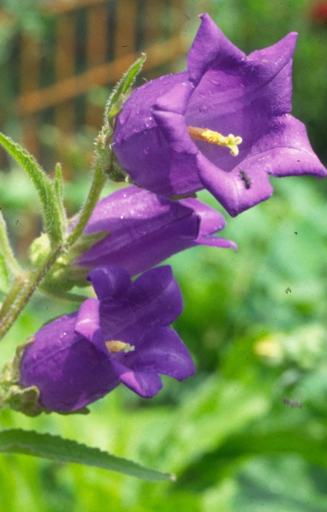 Campanula medium 'Single Blue' 