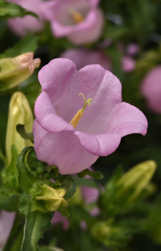 Campanula medium 'Single Rose'