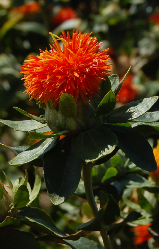 Carthamus tinctorius 'Zanzibar' 