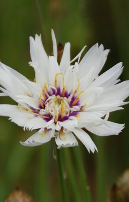 [EC-514] Catananche caerulea 'Alba'