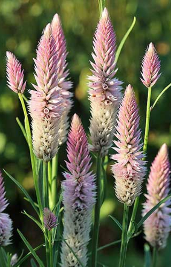 Celosia spicata 'Flamingo Feathers'