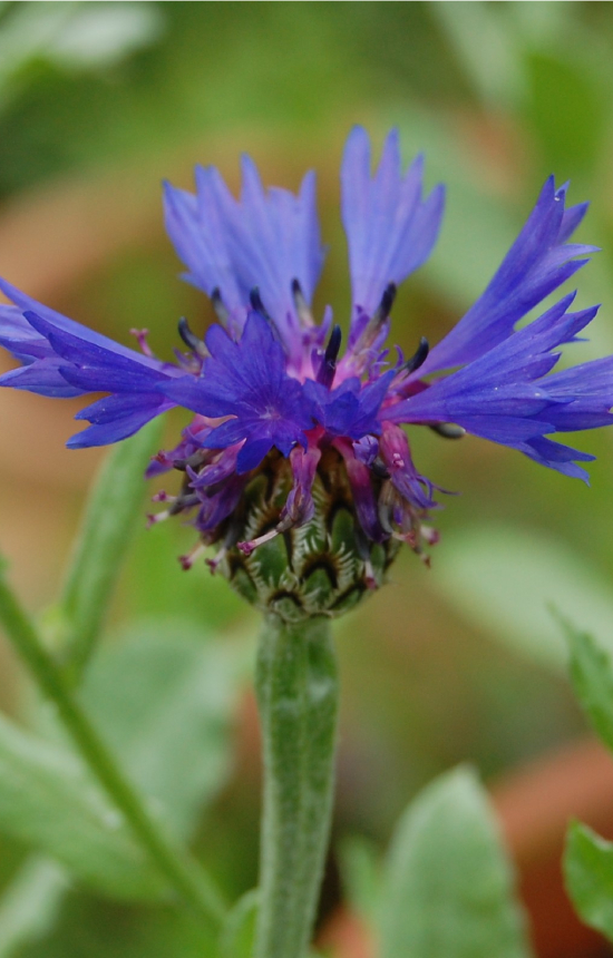 [DC-511] Centaurea cyanus