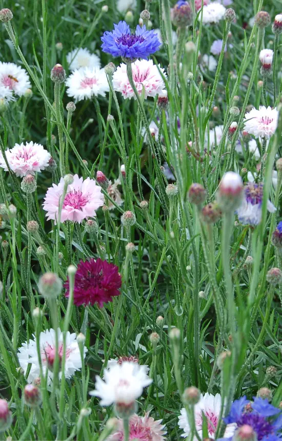 Centaurea cyanus 'Candy Mix'