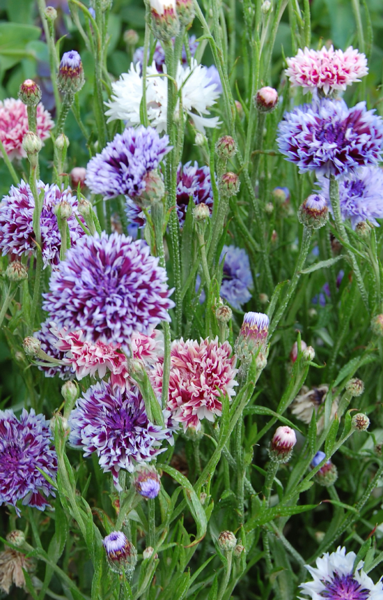 Centaurea cyanus 'Frosted Queen' 