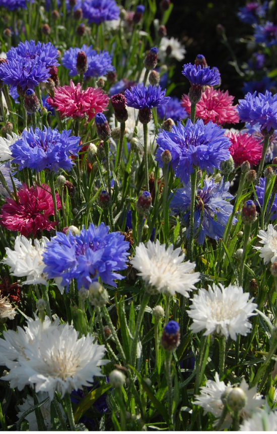 Centaurea cyanus 'Midget Mix' 