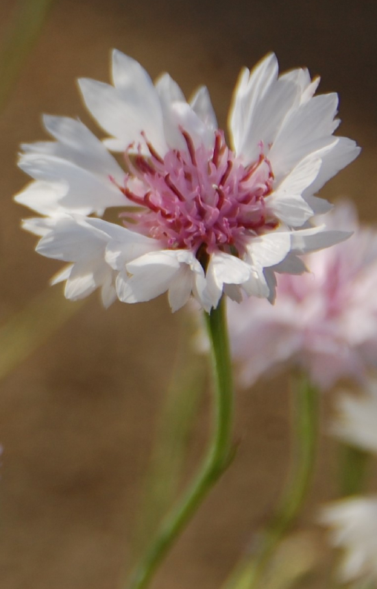 [AC-513] Centaurea cyanus 'Pink Ball' 