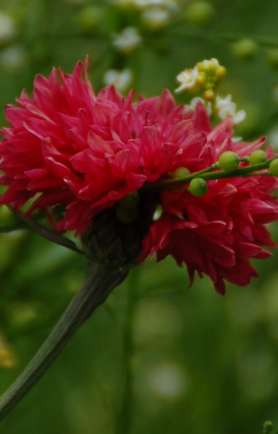 Centaurea cyanus 'Red Ball' 