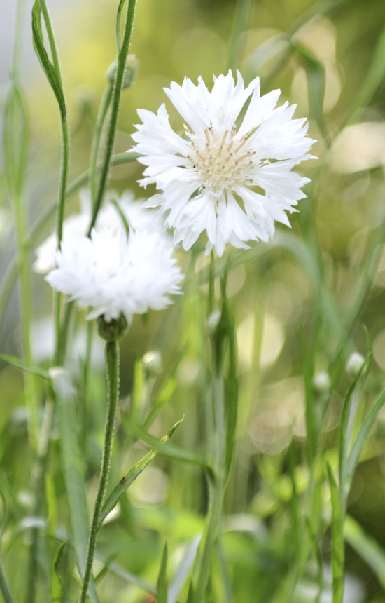 Centaurea cyanus 'Snowman' 