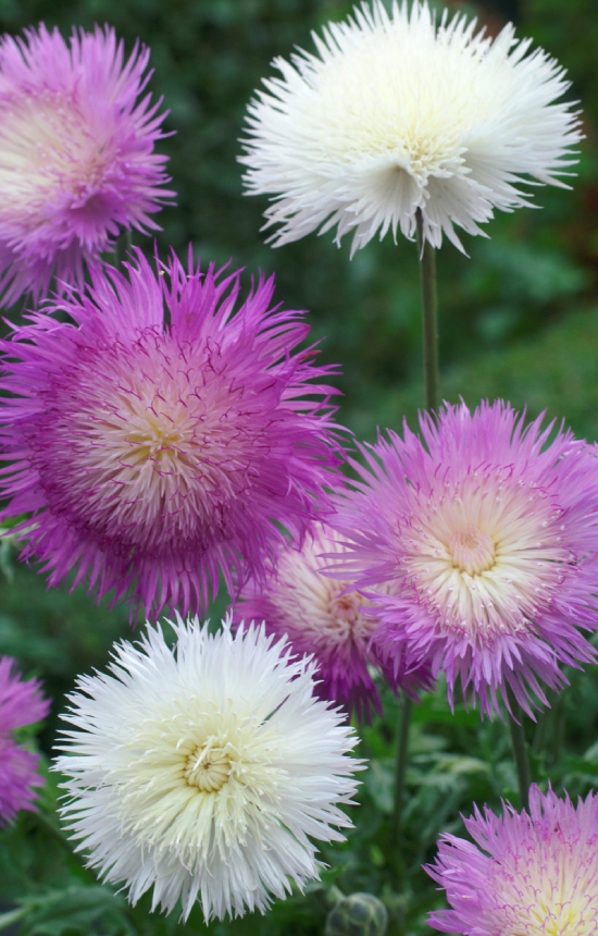Centaurea moschata 'Imperial Mix'