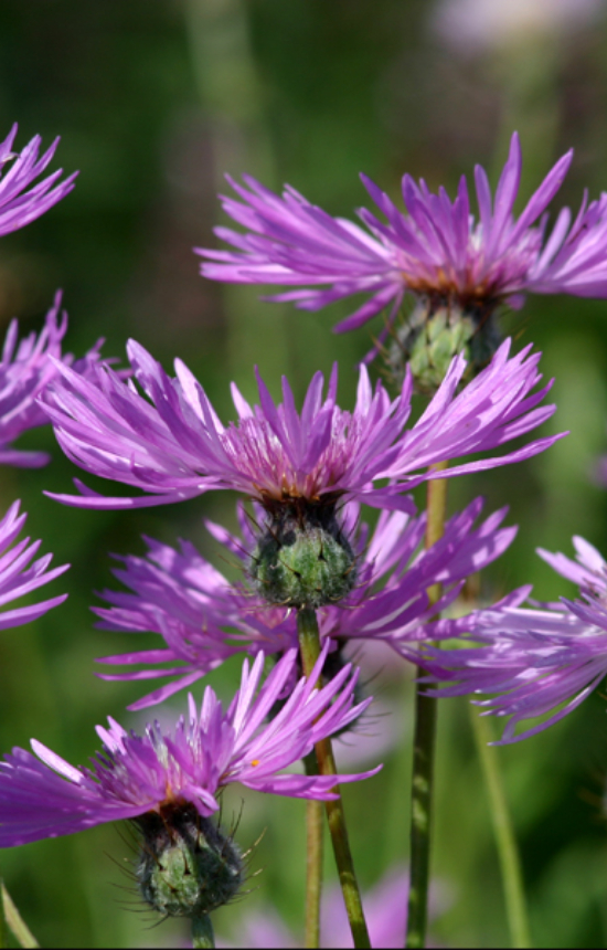Centaurea muricata 'Desert Star'