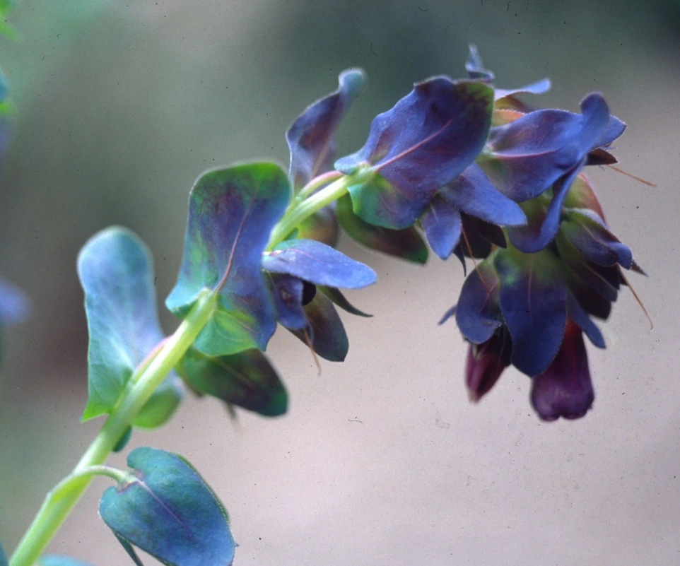 Cerinthe major purpurascens 'Kiwi Blue'