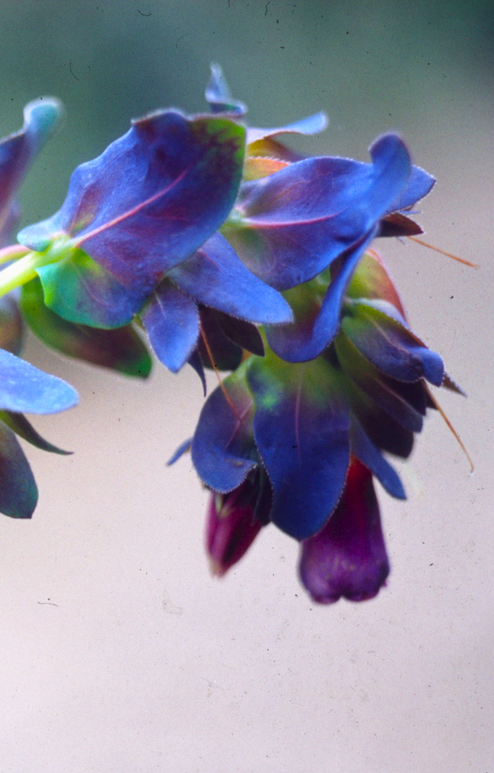 [DC-513] Cerinthe major purpurascens 'Kiwi Blue'