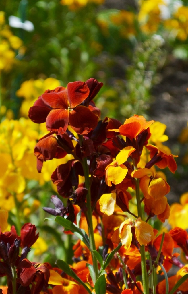 Cheiranthus cheirii 'Fair Lady' 