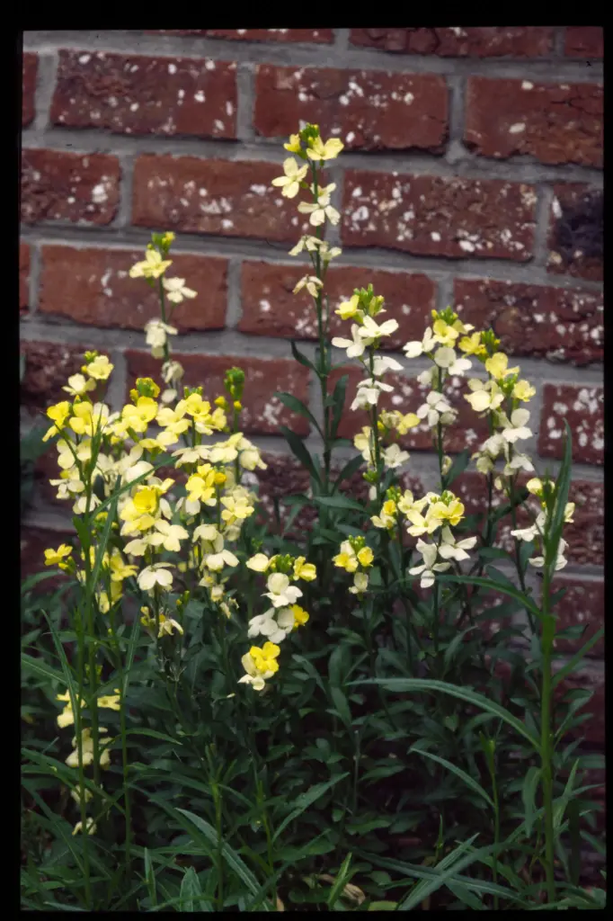 Cheiranthus cheirii 'Primrose Dame'