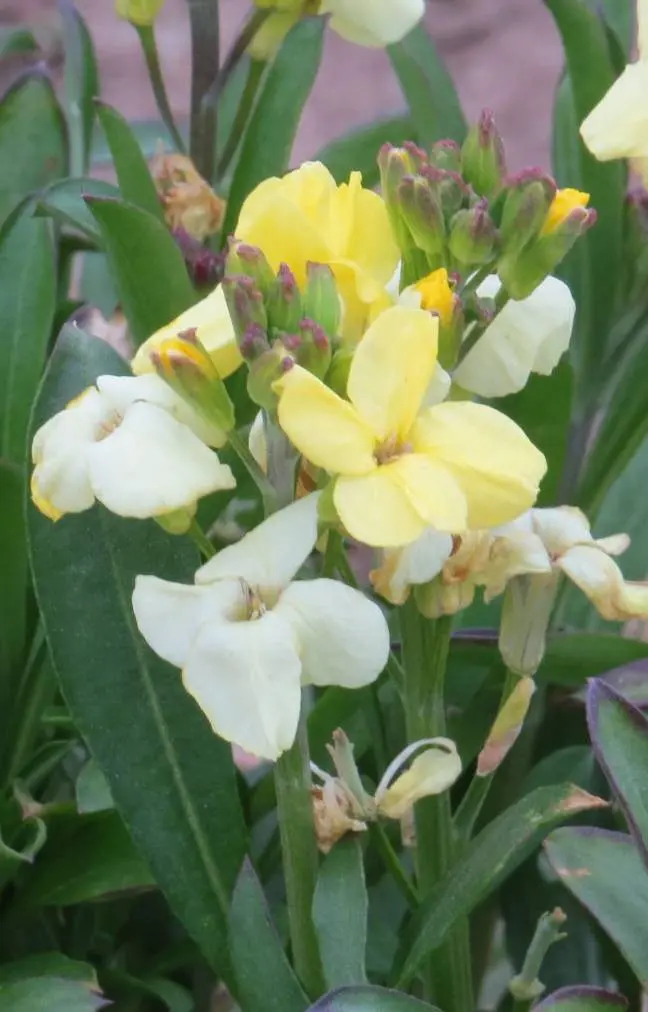 Cheiranthus cheirii 'Primrose Dame'