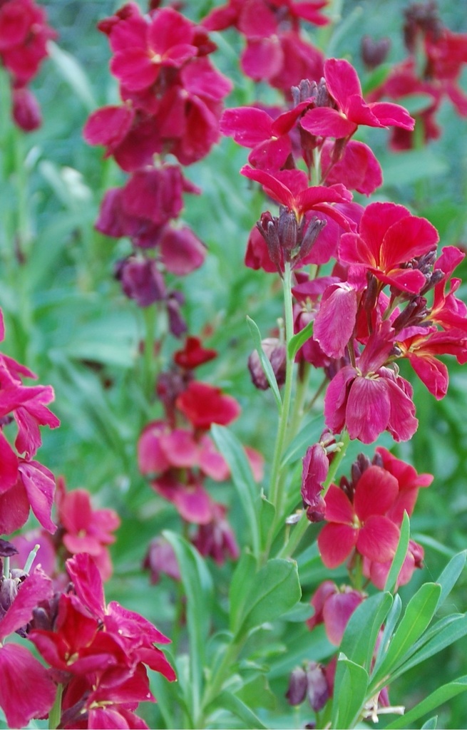Cheiranthus cheirii 'Scarlet Emperor' 