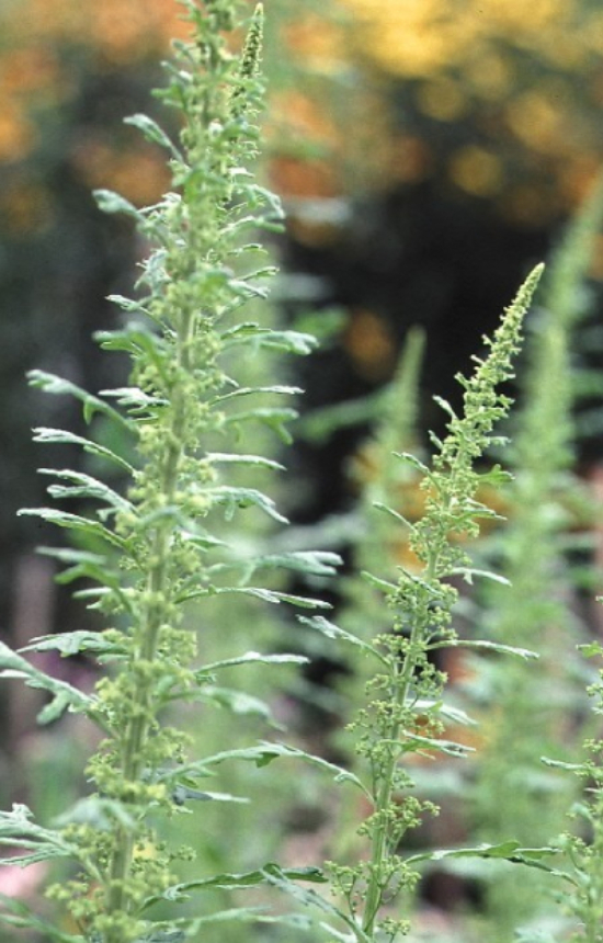 Chenopodium botrys 