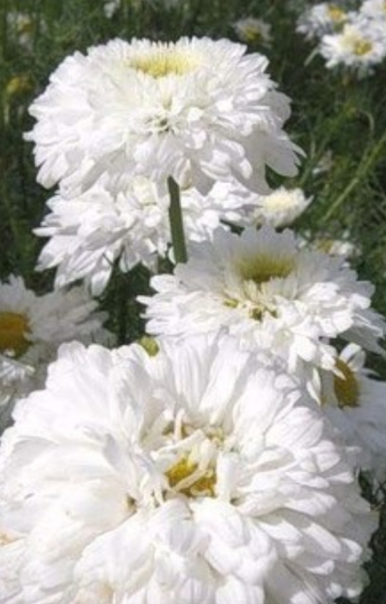 [DC-514] Chrysanthemum indicum inodorum 'Bridal Robe' 