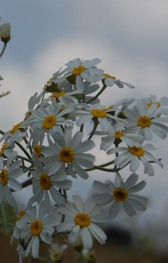 [DC-514] Chrysanthemum paludosum 'Pure White'