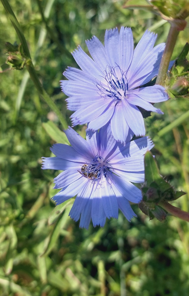 Cichorium intybus  