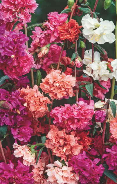 [ZC-516] Clarkia unguiculata 'Mix'