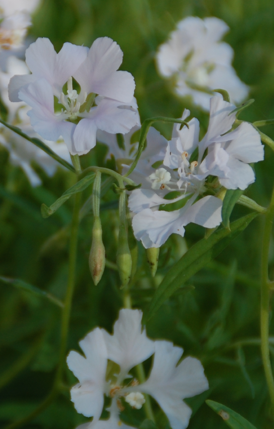 [AC-514] Clarkia unguiculata 'White' 