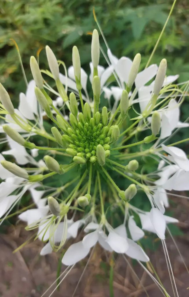 Cleome spinosa 'White Queen'