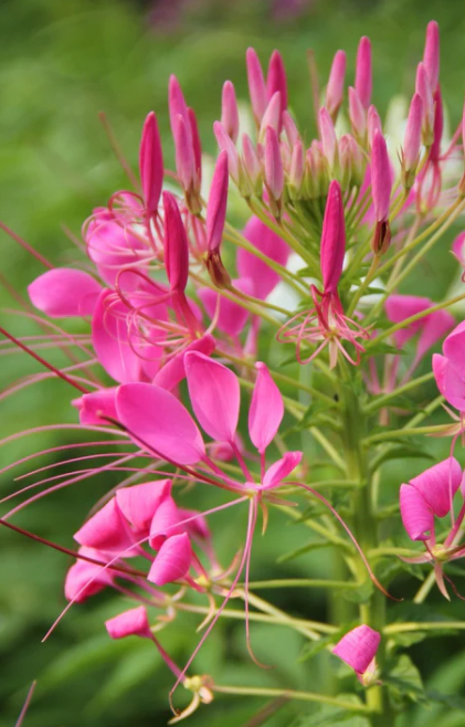 [BC-513] Cleome spinosa 'Pink Queen'
