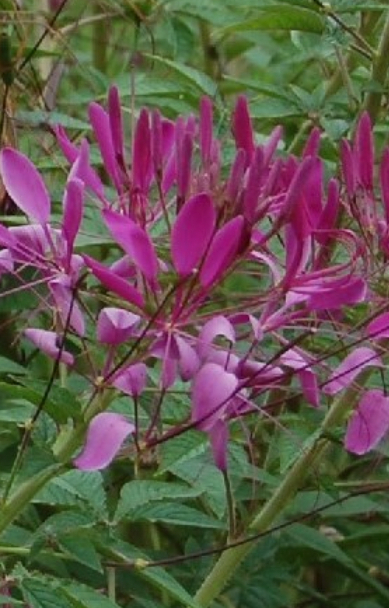 Cleome spinosa 'Violet Queen'