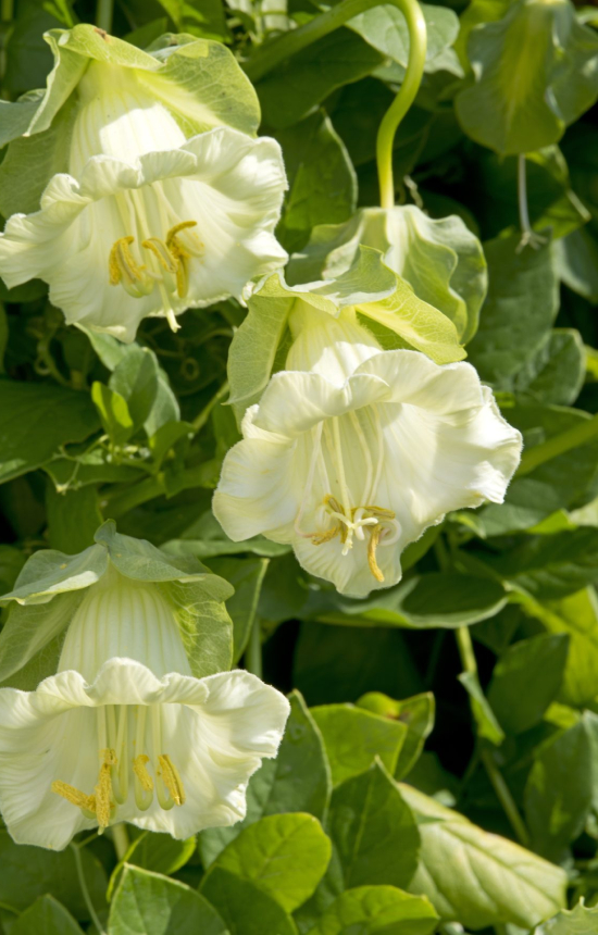 [DC-513] Cobaea scandens 'Albiflora'