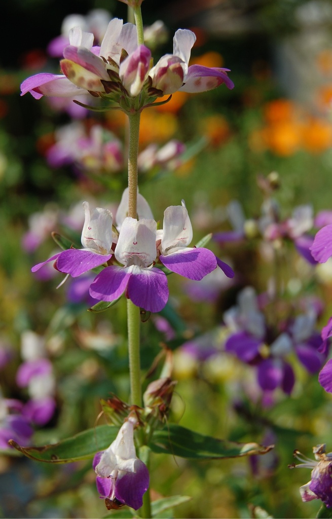 [BC-514] Collinsia heterophylla 