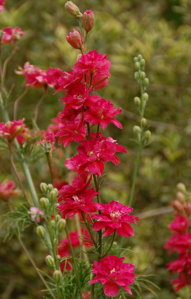 Consolida ajacis 'Carmine'