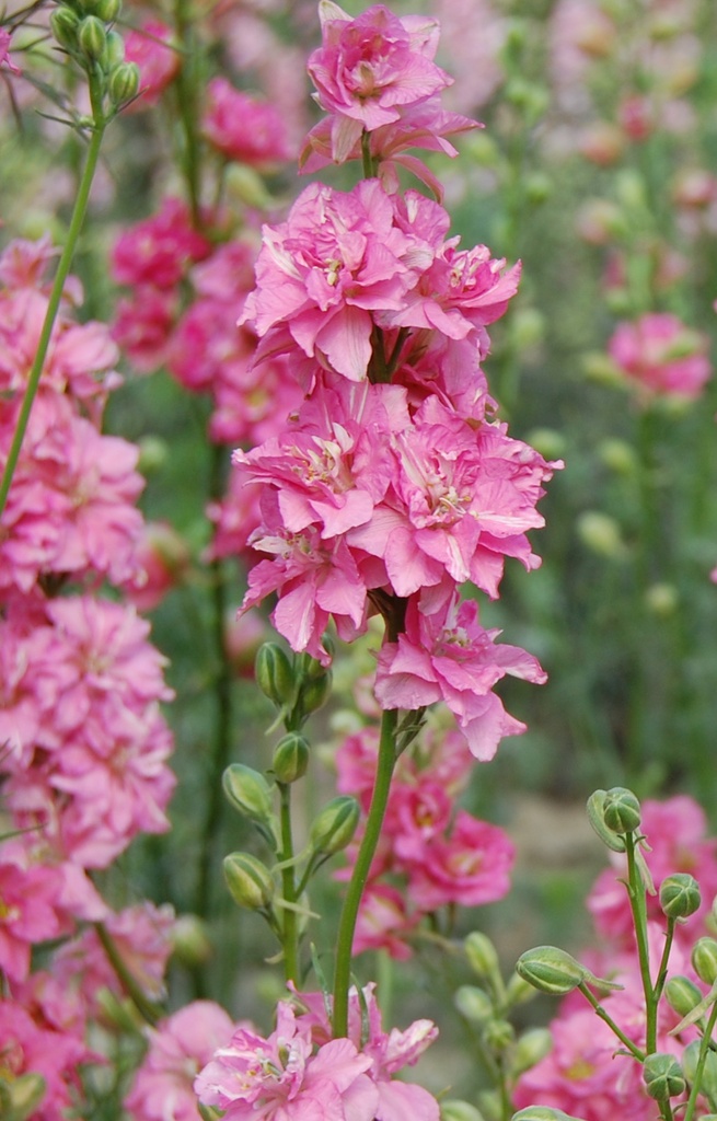 Consolida ajacis 'Rose'