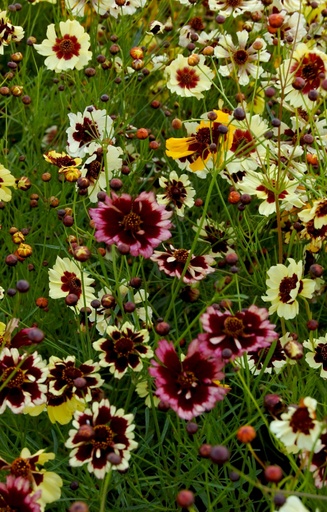 [CC-514] Coreopsis tinctoria 'Incredible Dwarf '