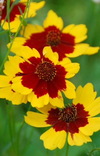 [AC-514] Cosmidium burridgeanum 'Brunette'