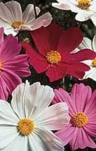 Cosmos bipinnatus 'Sensation Mix' 
