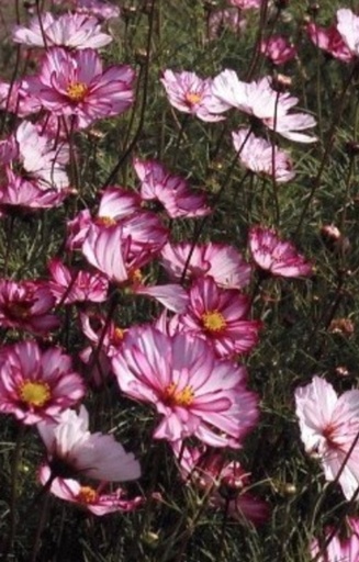 [DC-514] Cosmos bipinnatus 'Sensation Picotée' 