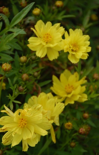 Cosmos sulphureus 'Crest Lemon'