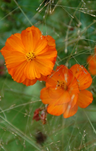 [EC-513] Cosmos sulphureus 'Sunset Orange'