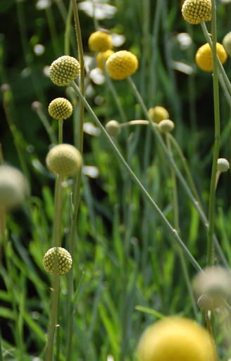 Craspedia globosa 'Drumsticks'