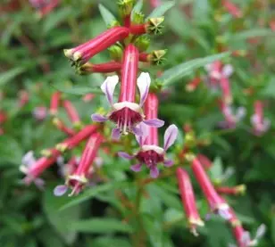 [EC-514] Cuphea ignea 'Coan Rose'